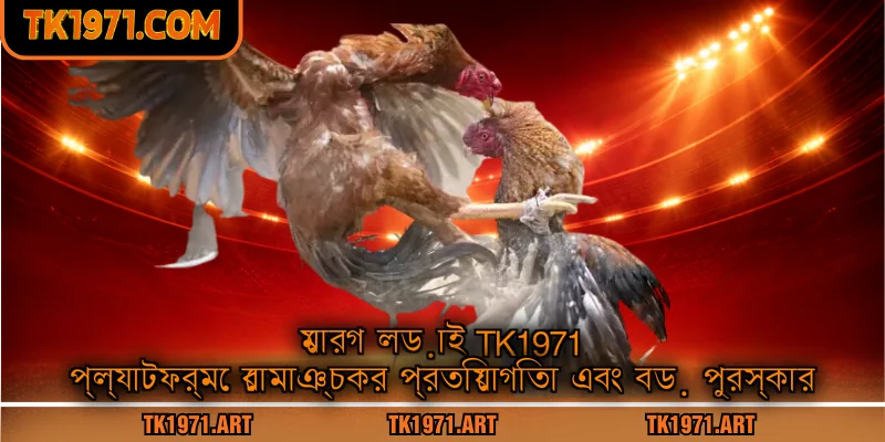 মোরগ লড়াই Tk1971 প্ল্যাটফর্মে রোমাঞ্চকর প্রতিযোগিতা এবং বড় পুরস্কার
